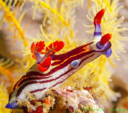 This colorful Nembrotha nudibranch was photographed near ... by Gabriel De Leon Jr 